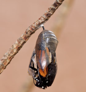 Black and orange monarch butterfly close up emerging from a clear chrysalis against a light tan background